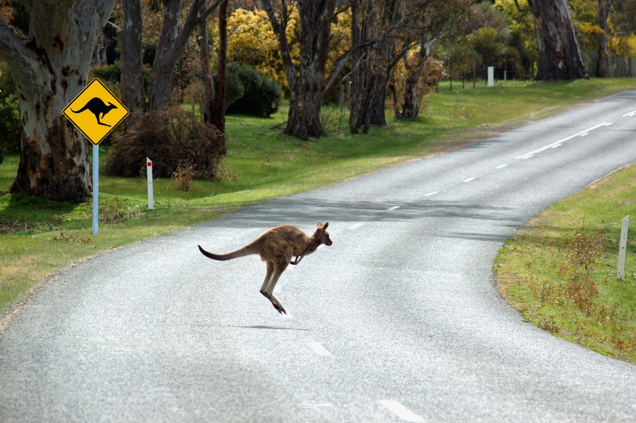 Kangaroo road claim Insurance TJL Forster